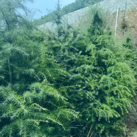 会泽县大量雪松上市，量大从优，欢迎选购。
