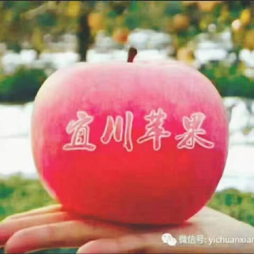 宜川县红富士