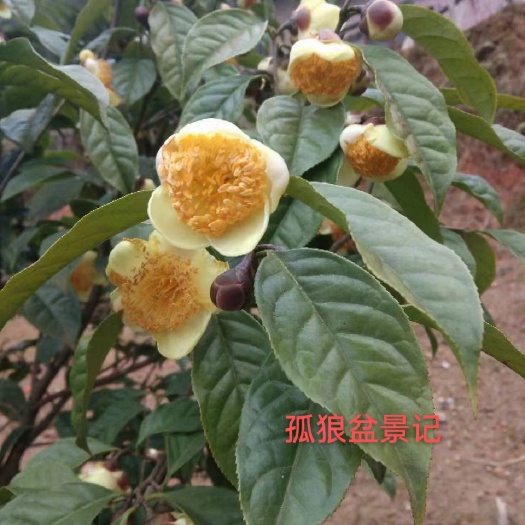 罗甸县贵州原生种金花茶 易养易活 成活率高适合新手入手