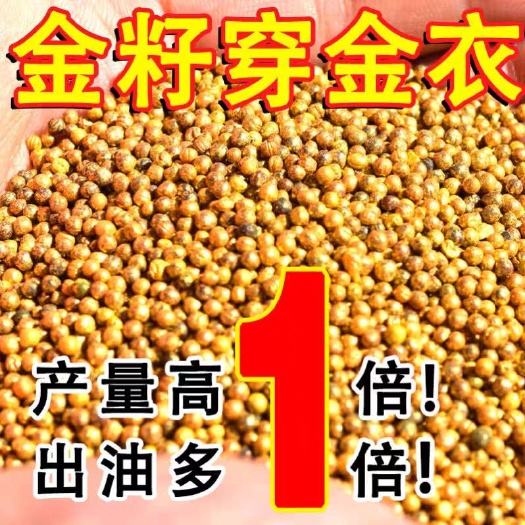 察右后旗ⅰ油菜籽