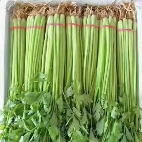 聊城山东聊城精品山芹