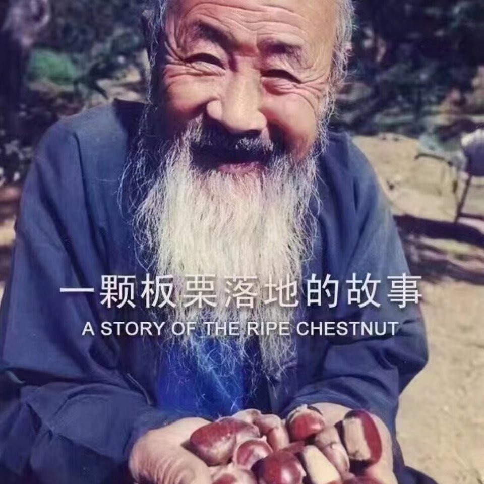 栗香源百年老樹板栗