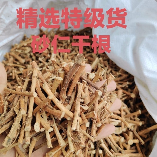 砂仁干根新晒干大量现货广东阳春蟠龙产地直发