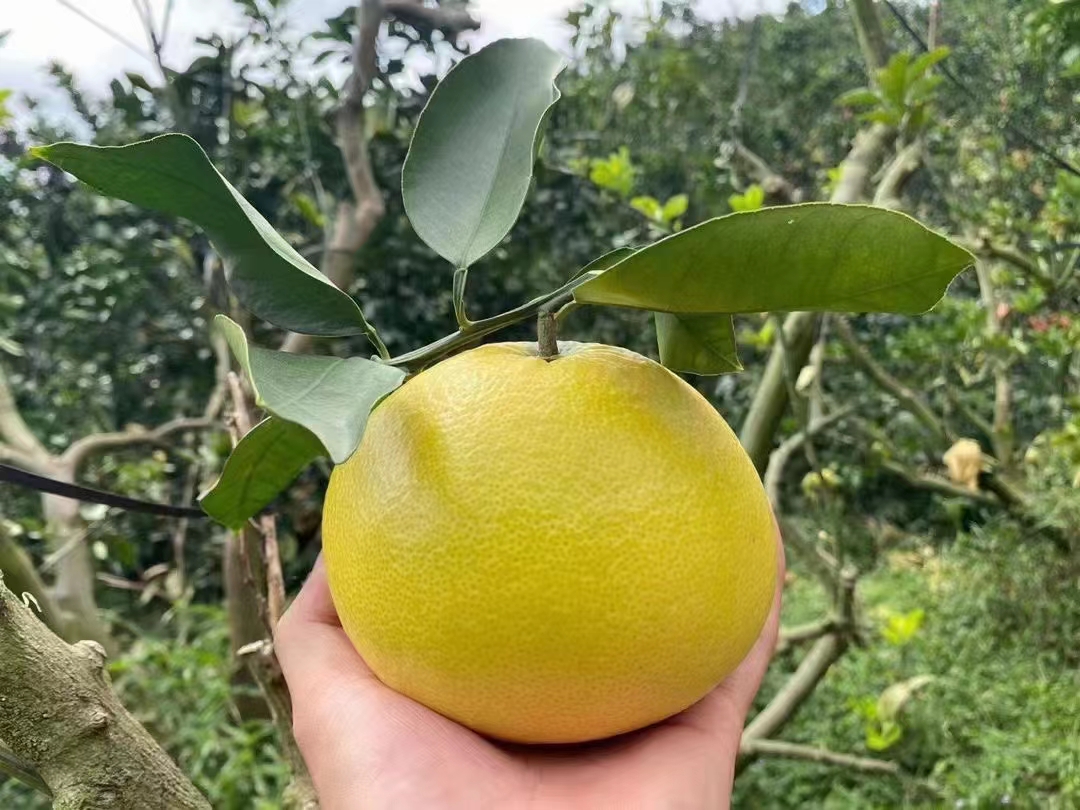 蜜柚潔潔水果鋪
