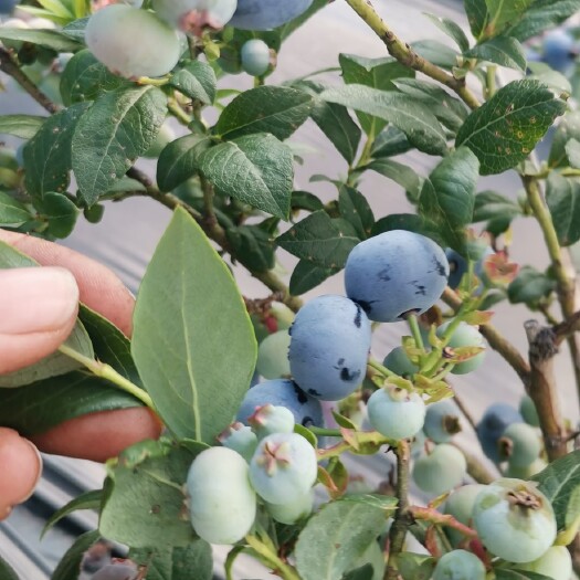 靖宇县白山蓝莓苗北陆蓝莓苗口感甜皮薄果粉够