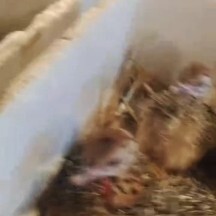 望都县人工养殖的非洲鸵鸟苗子