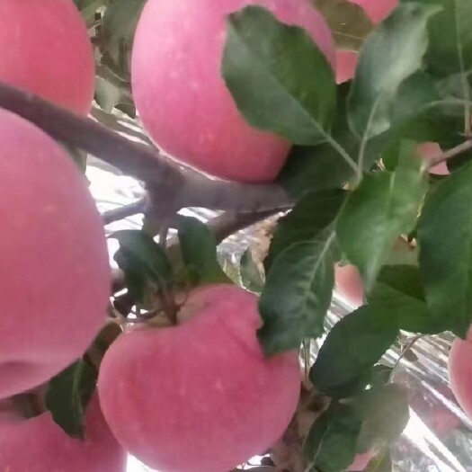 宁县甘肃庆阳苹果