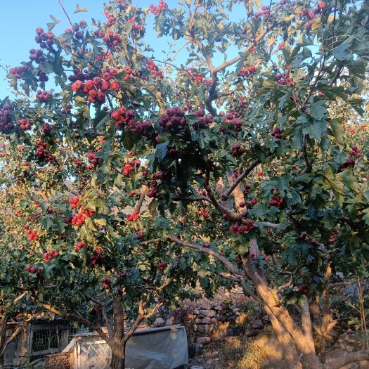 兴隆县河北兴隆铁果山楂，手摘果，，个头大，红色好，硬度好，口感更好