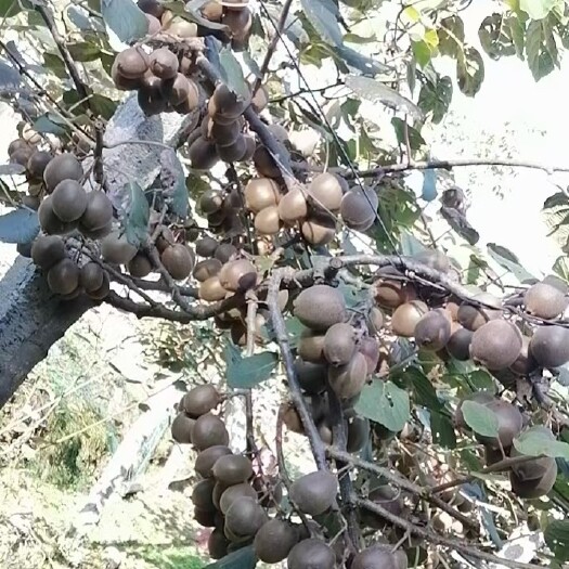 巴东县绿心猕猴桃批发