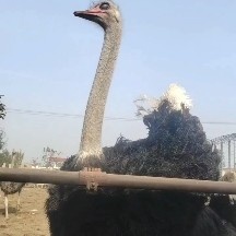 望都县5/6年的大种鸟