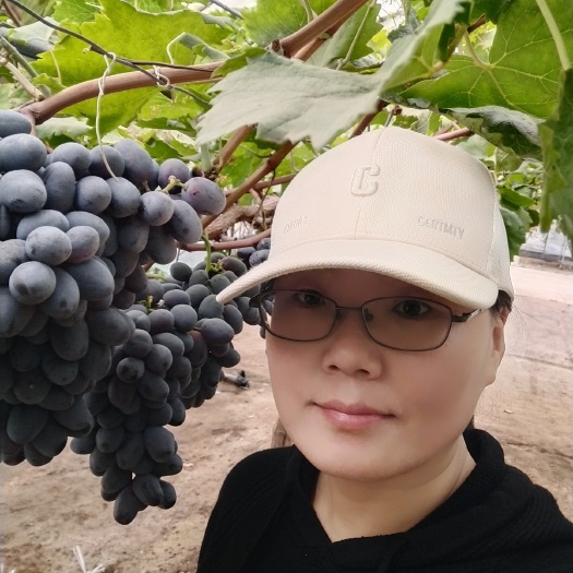 卢龙县晚熟秋黑葡萄苗，黑提苗，粒大香甜多汁，自然坐果好，基地直发