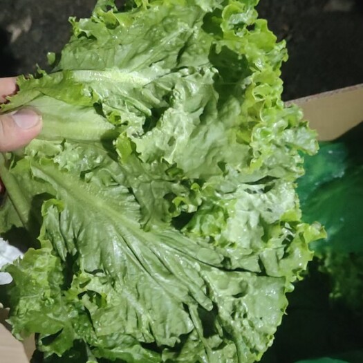 邯郸量大，适合各类市场批发商，电商各种平台