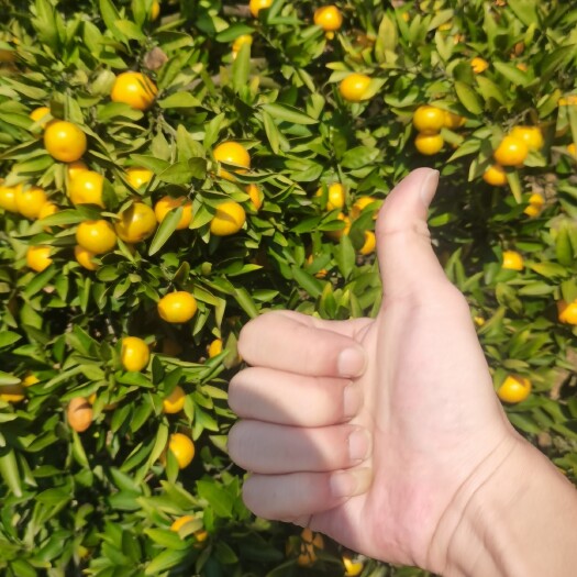 石门县湖南石门早熟蜜橘，9甜一酸，口感好，大小都有！全国发车