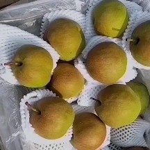 赵县玉露香梨
