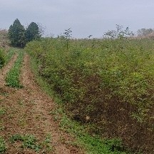 洛南县刺槐苗