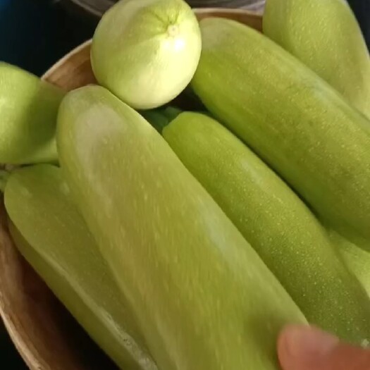 聊城绿皮西葫芦 这里是山东聊城东昌府区蔬菜批发基地田间地头价