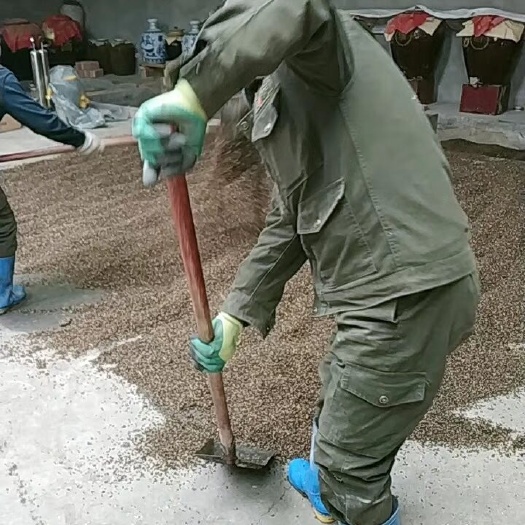 湟源县青海蓝青稞