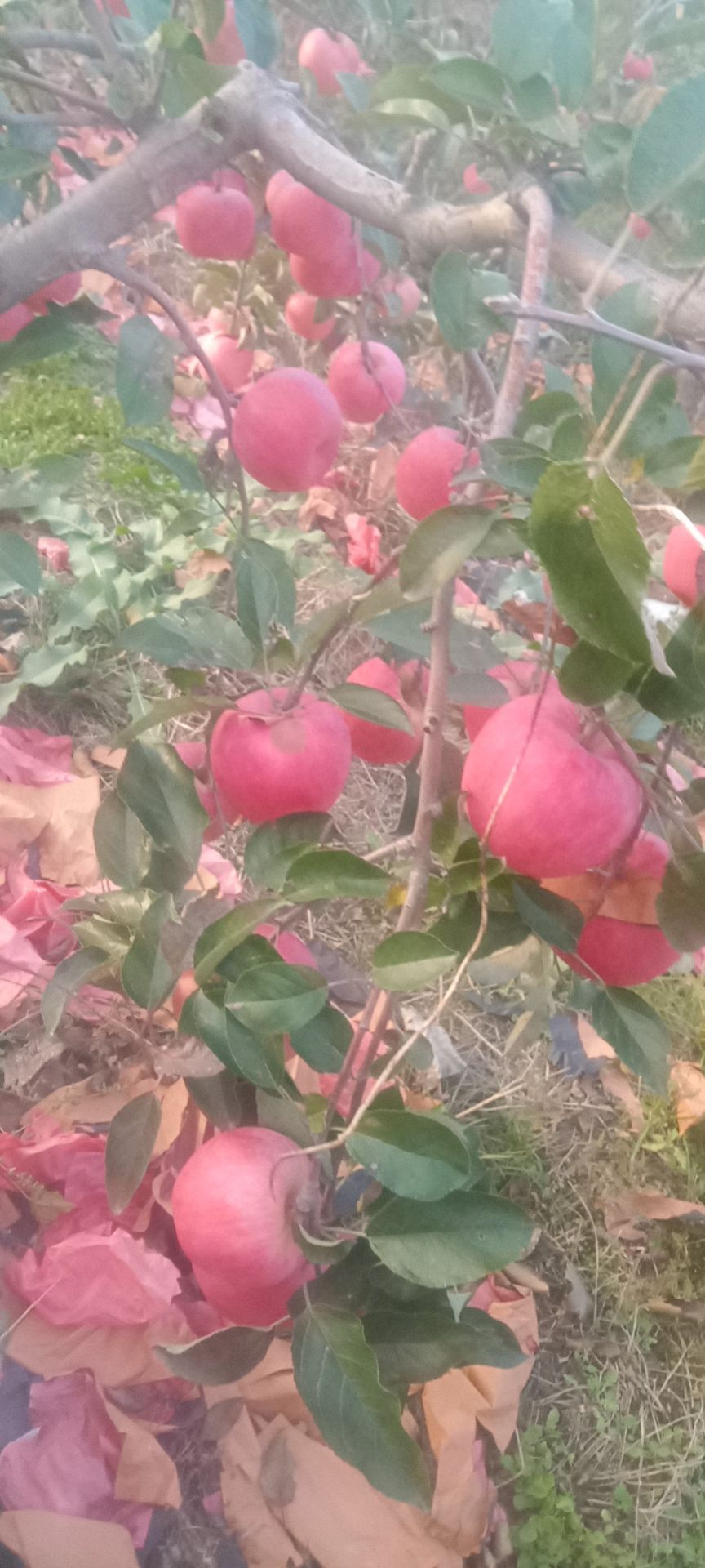 寒富苹果富士苹果
