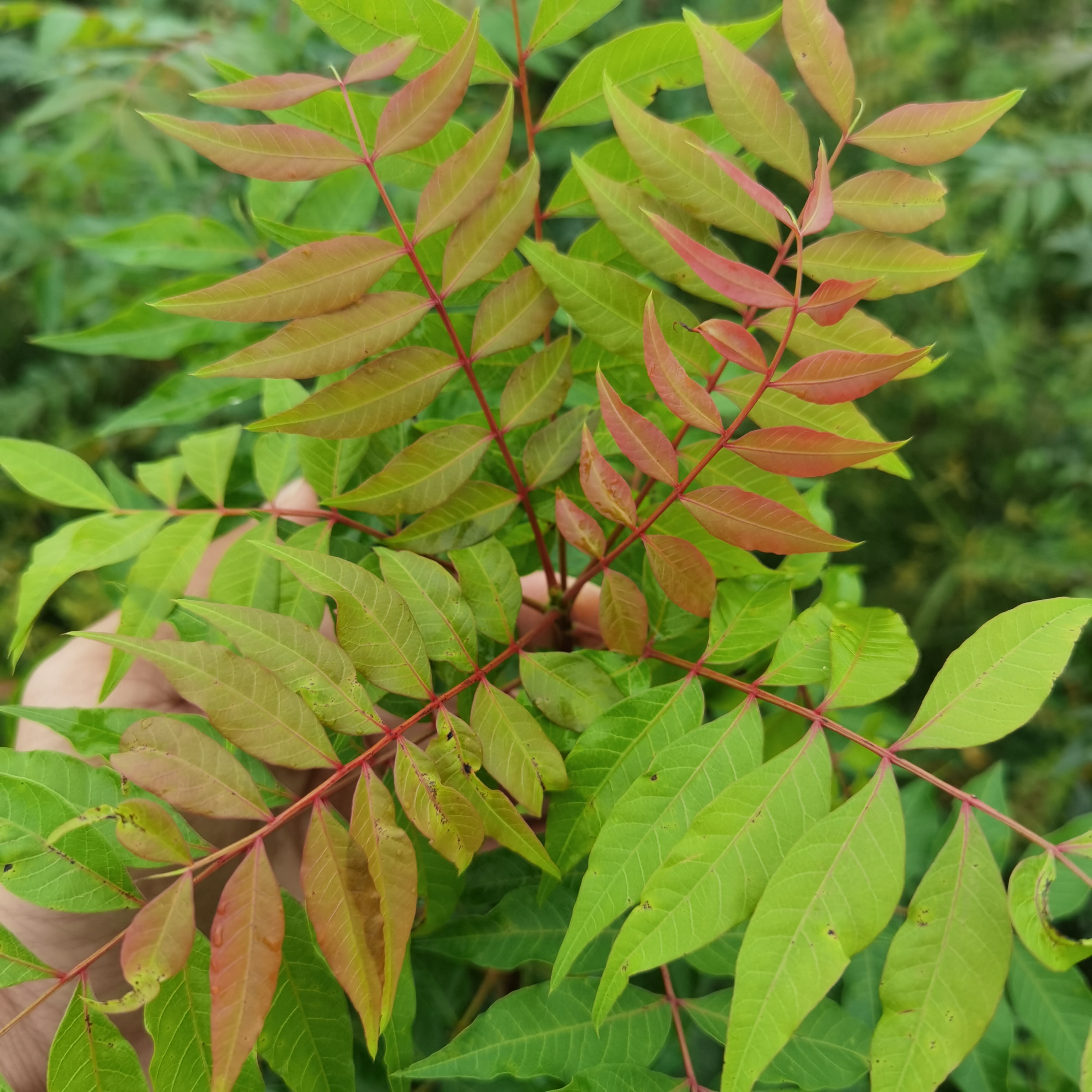 一公分黄连木小苗，九江柴桑区黄连木小苗种植基地