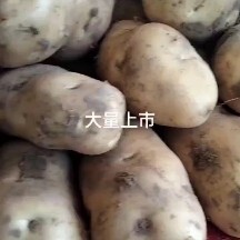 临洮县大白花土豆