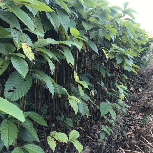 九江九江柴桑区喜树小苗种植基地产地直销提供种植技术