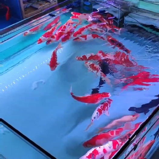 三色锦鲤 红白锦鲤 日本锦鲤