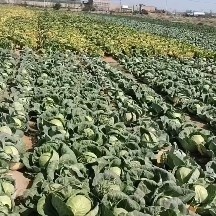 中卫白菜莲花菜