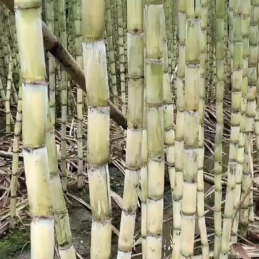 英德市甘蔗