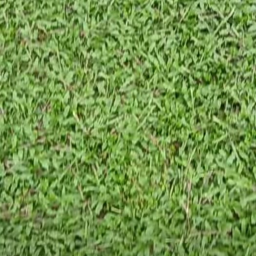 惠州大叶油草