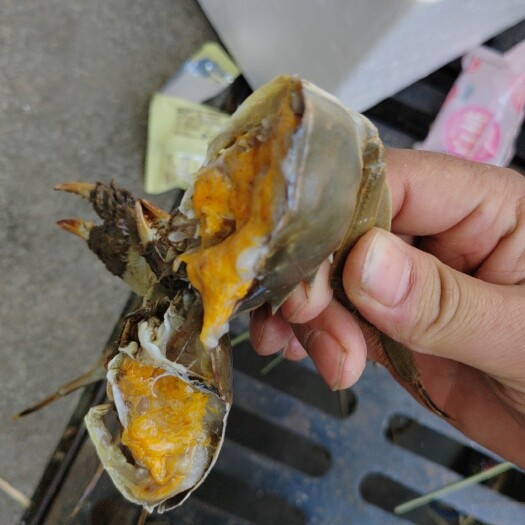 南京精品公蟹，包有黄有膏