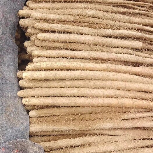 莘县白玉大量上市