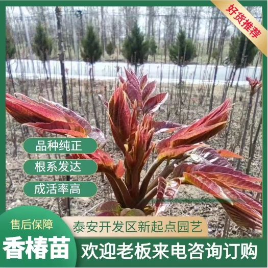 香椿苗出售红油香椿树苗价格根系发达成活率高