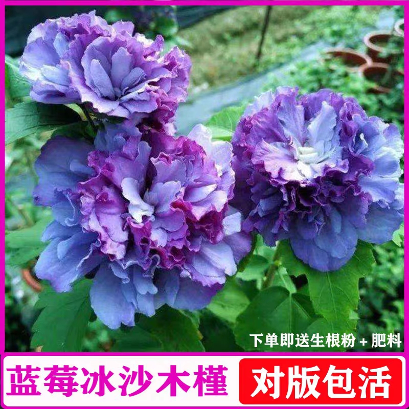 紫玉木槿花苗品種藍莓冰沙木槿花苗