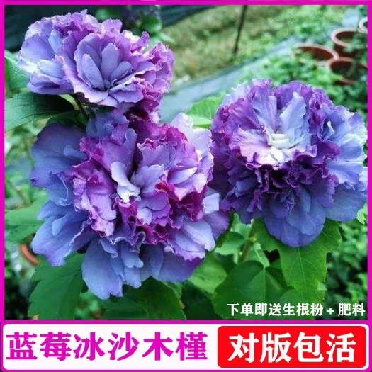 平邑县紫玉木槿花苗品种蓝莓冰沙木槿花苗