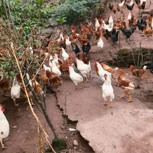重庆市农村跑山鸡土鸡