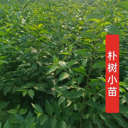 常州精品朴树小苗，二年生朴树小苗，自家苗圃，价格优惠。