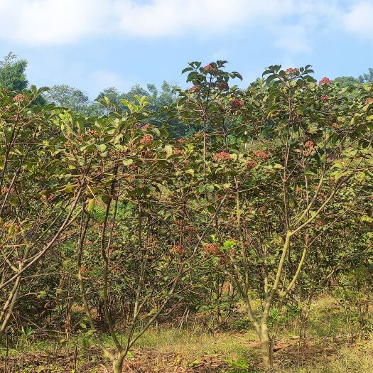 重庆市中药材吴茱萸