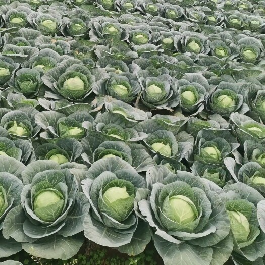 建水县云南高源包菜铁头白菜