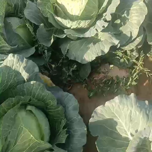 岢岚县圆包菜