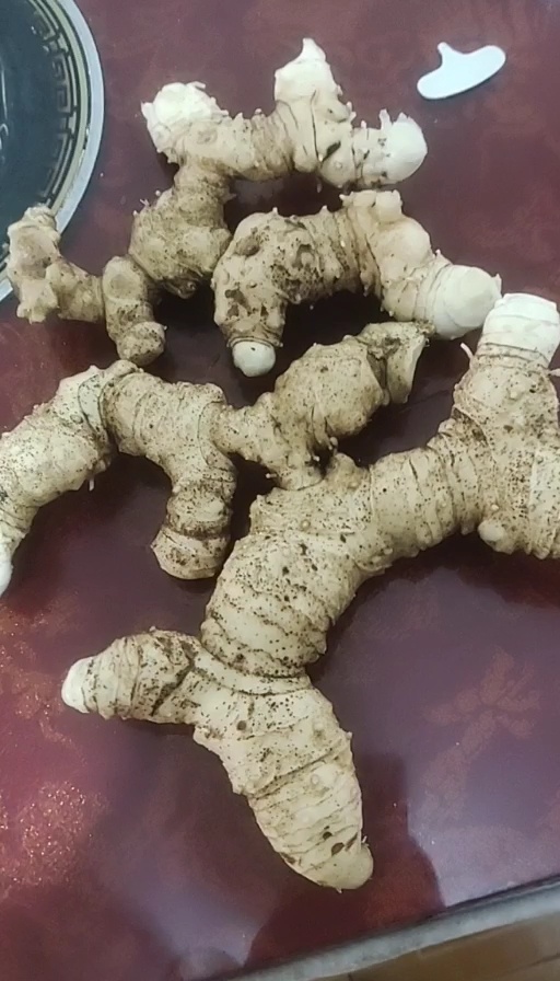 绥阳县黄精出售