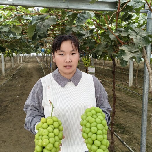 昌黎县出售阳光玫瑰葡萄苗
