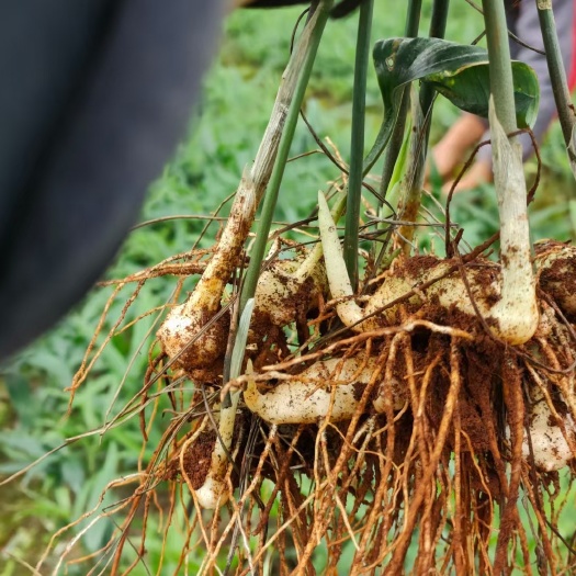 白芨苗 紫花三叉大白芨大苗 组培训化种苗 无菌技术培育