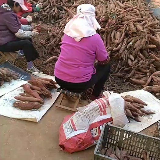 宝鸡秦薯