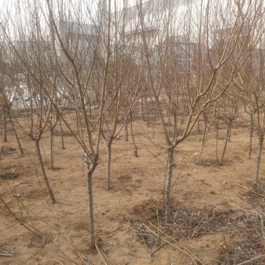 泰安毛桃苗  毛桃树 桃树 占地用 嫁接用