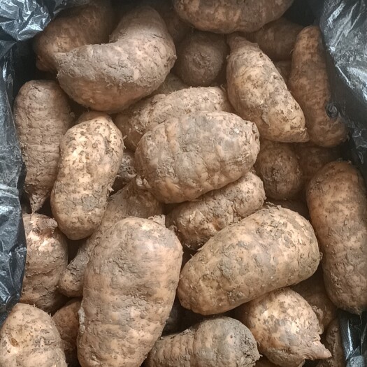 成都新鲜天麻