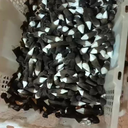 江华县常年全国供应黑皮鸡枞菌，支持空运，顺丰，专车配送