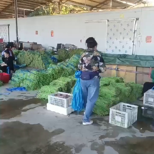 景洪市长豇豆