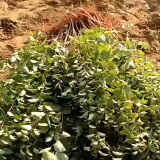 行唐县1年生的山杏苗大量供应出售