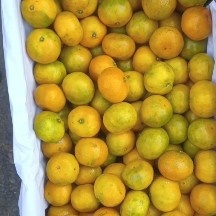 邯郸湖南青黄皮蜜橘果面干净，个头均匀，颜色透亮，口感酸甜口八分甜