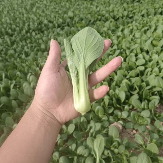 商丘精品中小颗油菜上海青